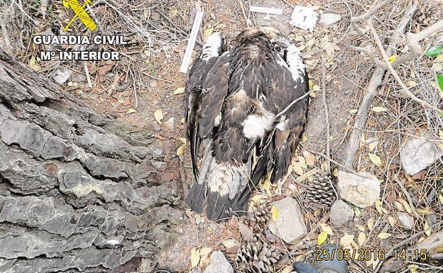 Imagen del águila imperial hallado muerto en 2016 al sur de la provincia de Badajoz.