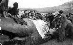 Imagen de la enorme ballena que varó en aguas de Santoña en 1943./Rehisan