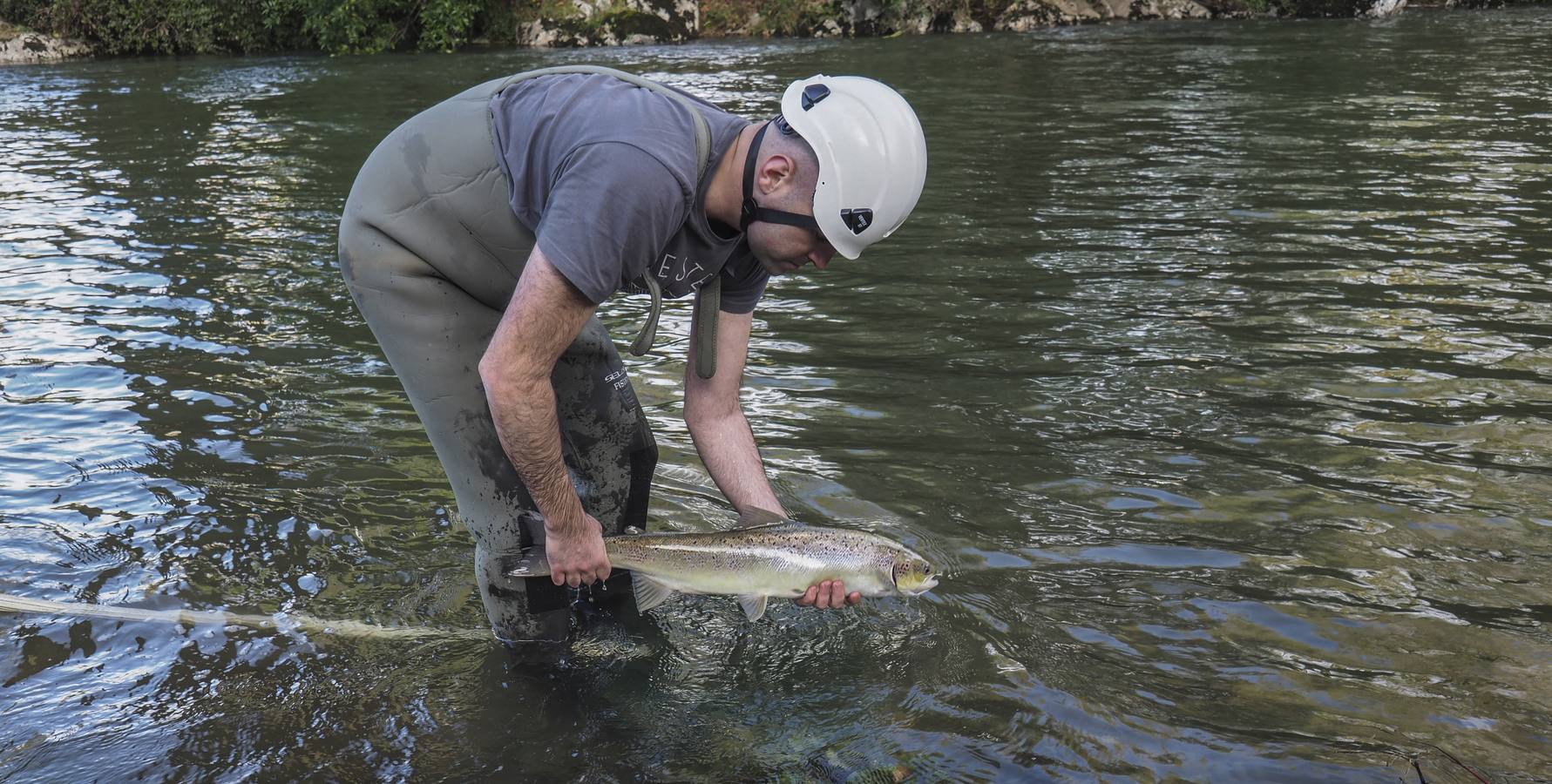 Fotos: Los salmones vuelven a casa