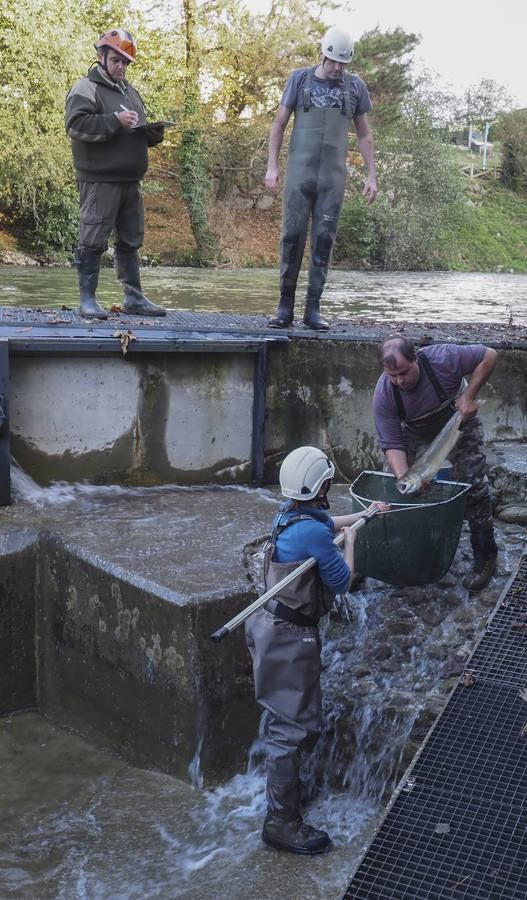 Fotos: Los salmones vuelven a casa