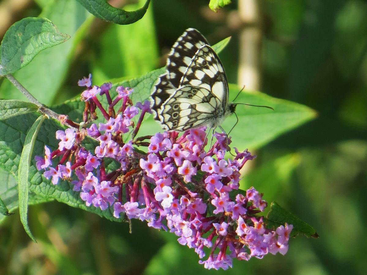 Mariposa 'Medioluto Norteña'