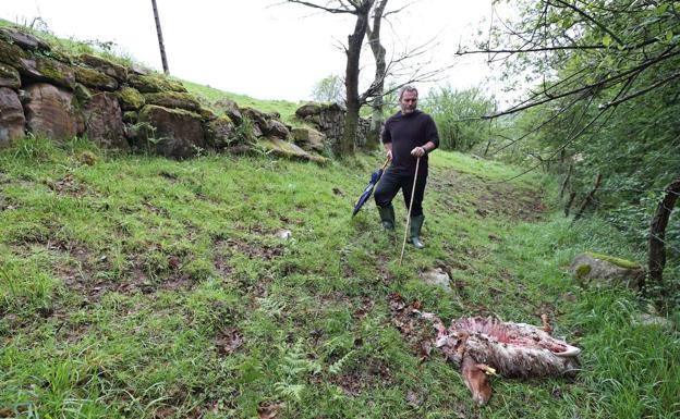 Los lobos mataron a dos ovejas en Ucieda hace una semanas