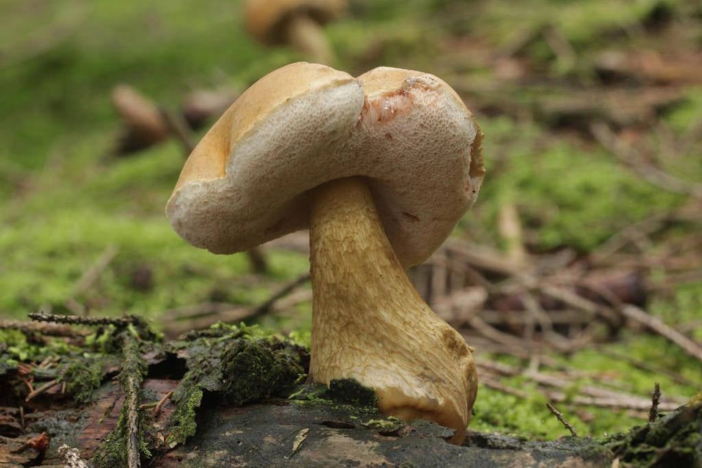 Tylopilus felleus’: Un boletus que, de joven, es similar al ‘Boletus edulis’. Su sabor es demasiado amargo para ser cocinado y con un sólo ejemplar se estropea un guiso. Cuando crece, sus poros viran a rosa y la retícula a negro, por lo que puede distinguirse más fácilmente. Aunque no es venenoso, no se considera comestible por el mal sabor que posee.