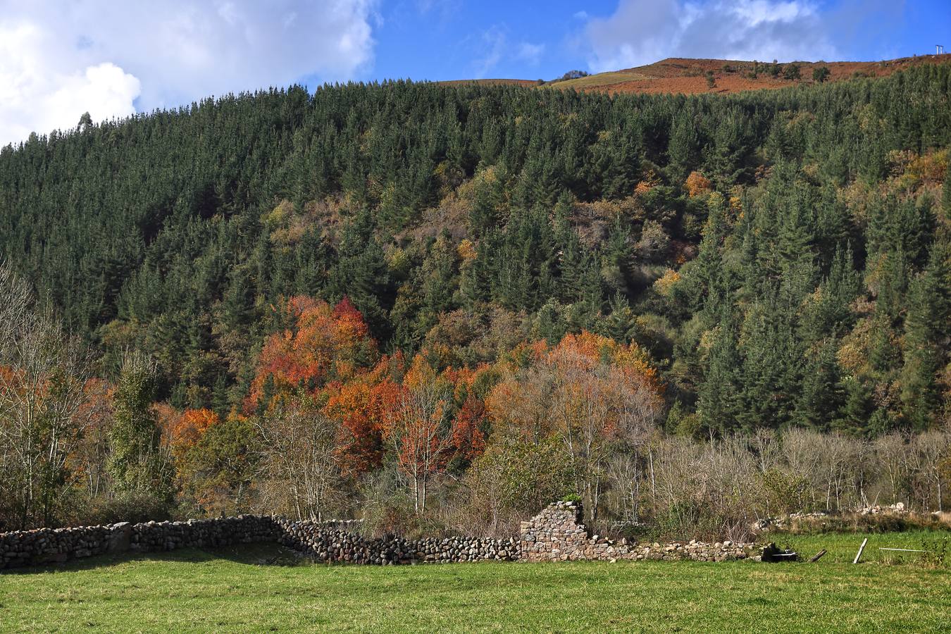 El otoño ya se deja sentir en los paisajes cántabros, que lucen transformados por esta época del año. Parajes como la Reserva del Saja, el Monte Corona, Los Tojos o Cabezón de la Sal lucen ya con los colores del otoño.