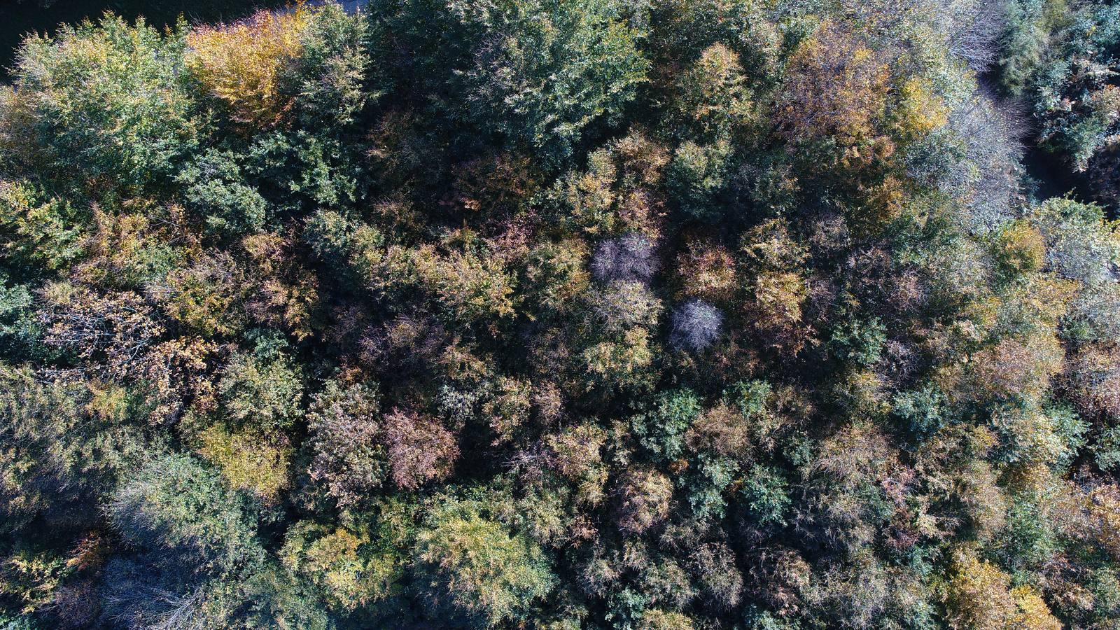 El otoño ya se deja sentir en los paisajes cántabros, que lucen transformados por esta época del año. Parajes como la Reserva del Saja, el Monte Corona, Los Tojos o Cabezón de la Sal lucen ya con los colores del otoño.