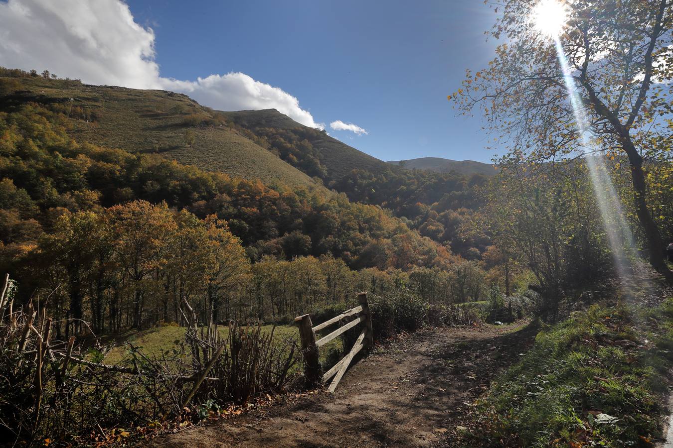 El otoño ya se deja sentir en los paisajes cántabros, que lucen transformados por esta época del año. Parajes como la Reserva del Saja, el Monte Corona, Los Tojos o Cabezón de la Sal lucen ya con los colores del otoño.