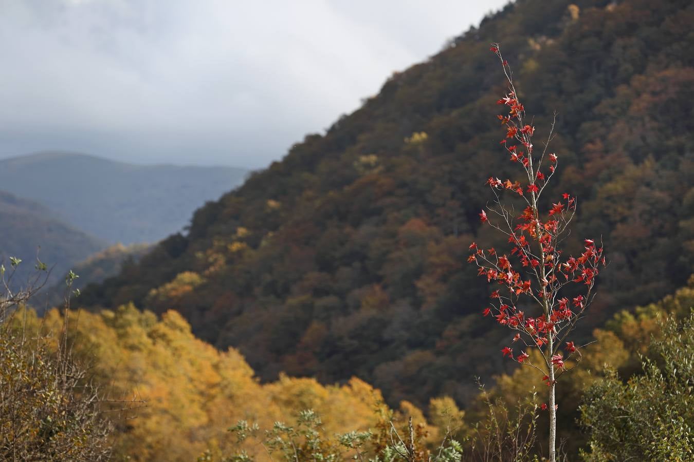 El otoño ya se deja sentir en los paisajes cántabros, que lucen transformados por esta época del año. Parajes como la Reserva del Saja, el Monte Corona, Los Tojos o Cabezón de la Sal lucen ya con los colores del otoño.