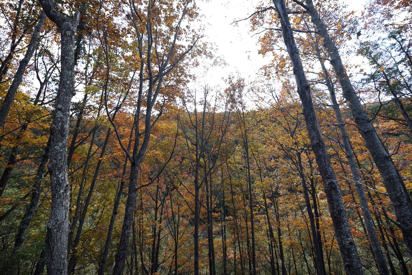 El otoño ya se deja sentir en los paisajes cántabros, que lucen transformados por esta época del año. Parajes como la Reserva del Saja, el Monte Corona, Los Tojos o Cabezón de la Sal lucen ya con los colores del otoño.