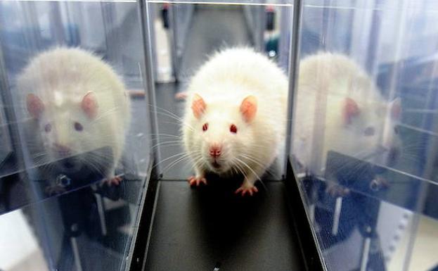 El Gobierno actualiza la norma de protección de animales usados en experimentos