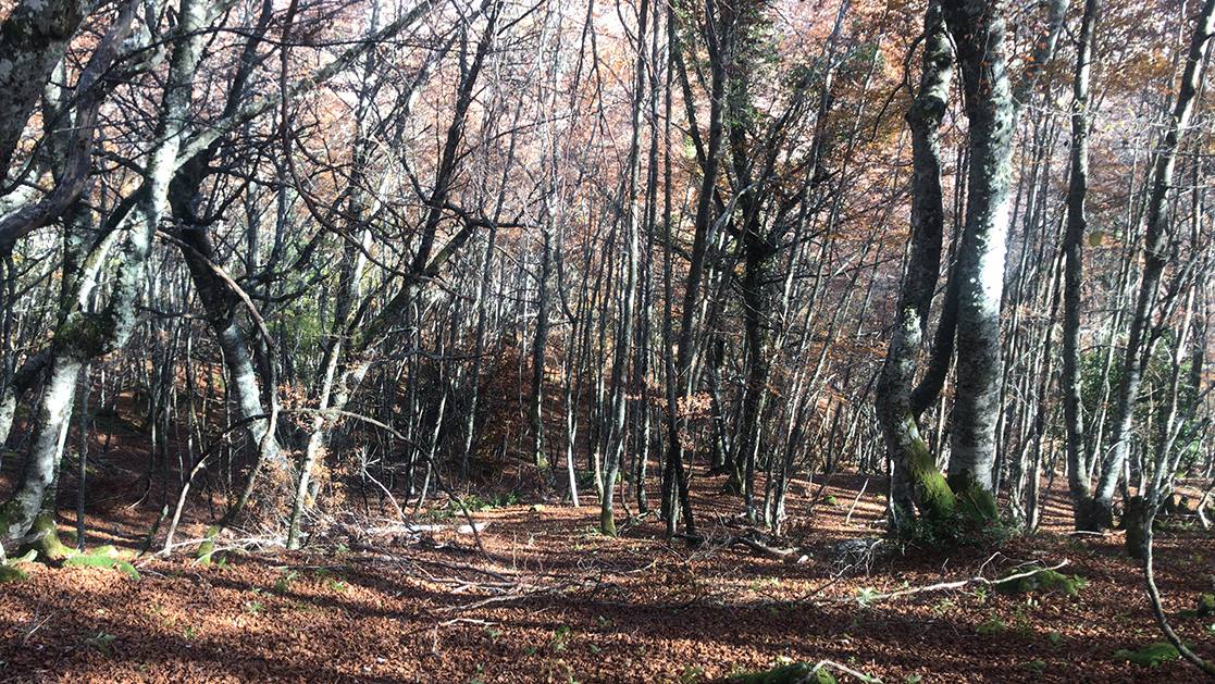 La ruta es ideal para gente que no se ve capacitada para meterse en alta montaña y lo que busca es dar un buen paseo