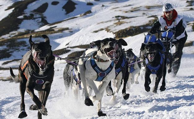 El musher cántabro Alvaro López Cobo en plena participación en La Pirena.