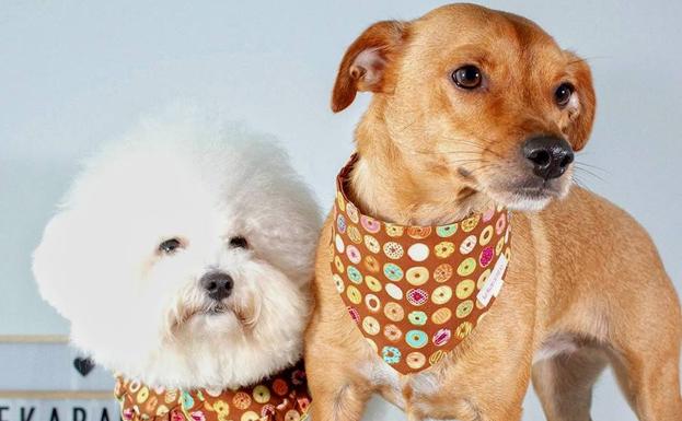 Ideas navideñas para regalos perrunos