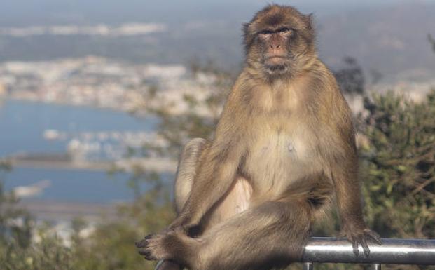 Imagen. Un paseo por Gibraltar en fotografías. 