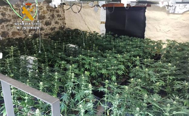 Intervienen casi 1.000 plantas de marihuana en dos plantaciones en Pesaguero y Ajo