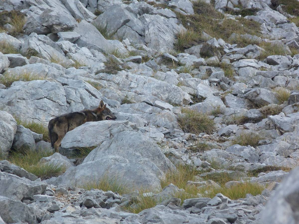 Los lobos acaban con siete cabras del ganadero de Pido al que ya mataron 33 ovejas y un mastín