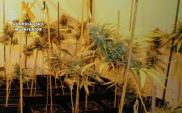 Plantas de marihuana intervenidas en Gama.