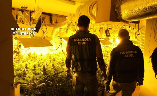 Dos detenidos y 500 plantas incautadas en una plantación de marihuana en Sámano