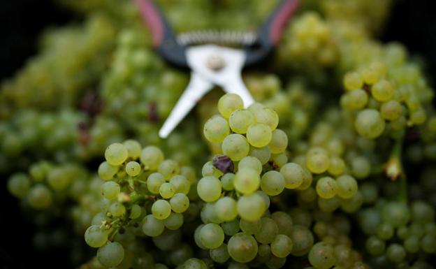 Uvas, imprescindibles para acabar el año
