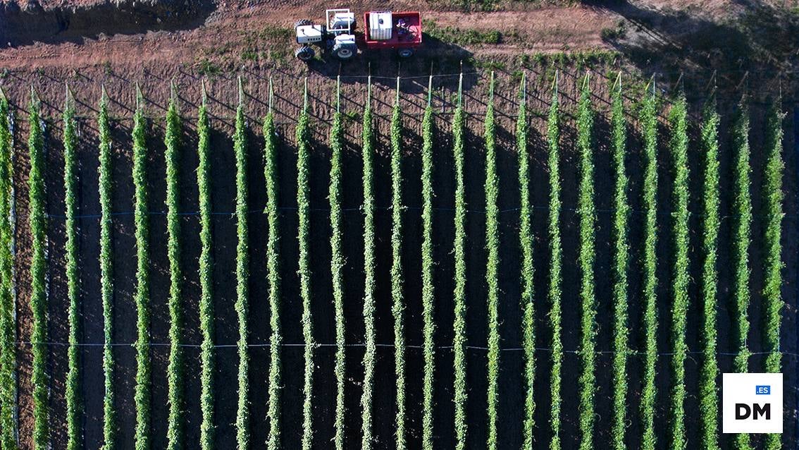 Plantación de alubias en Casar de Periedo