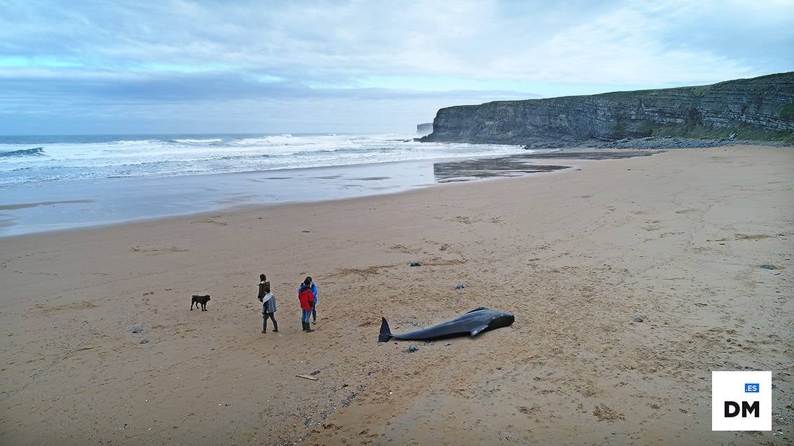 Cachalote en la playa de Liencres