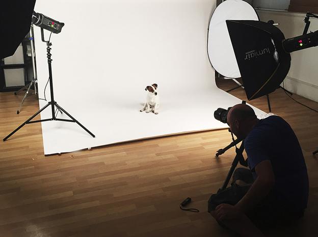 Los perros se portan mejor en el estudio de fotografía.