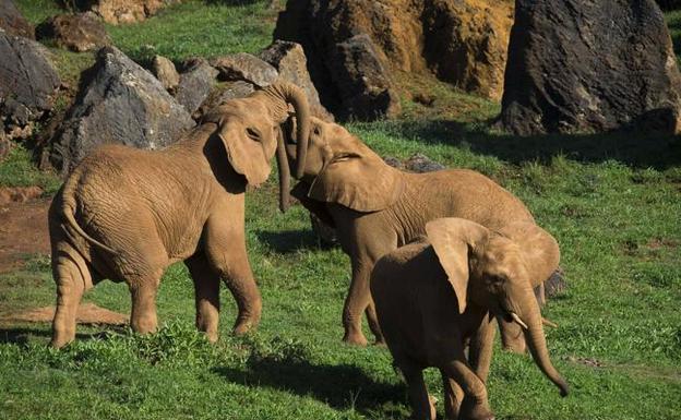 Elefantes africanos del Parque de la Naturaleza de Cabárceno 