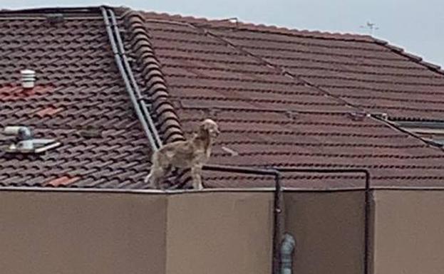 Perro deambulando por los tejados de la calle Alta en pleno temporal