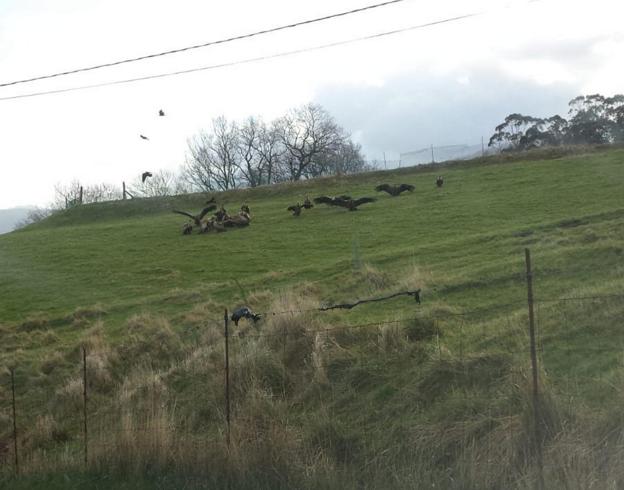 La bandada de buitres, junto al cadáver de la oveja que mataron en una finca de Castañeda.