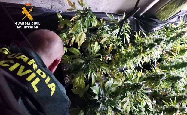 Imagen principal - Imágenes de esta operación, con la detención de G.A.P. y la incautación de las plantas.