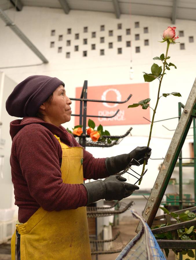 Se precian de ser las más bellas y de mejor calidad del mundo, tienen tallos gruesos y miden hasta 90 centímetros. Este San Valentín triunfan entre los enamorados