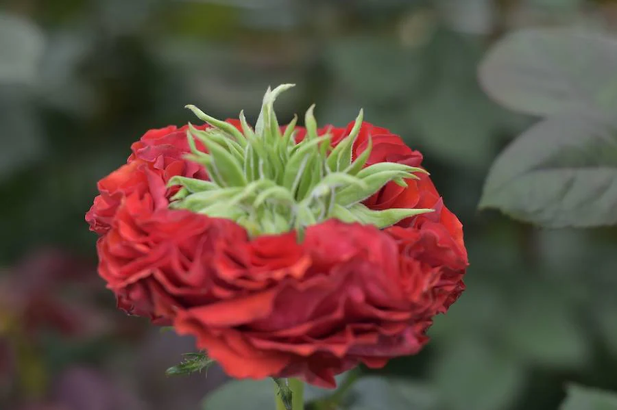 Se precian de ser las más bellas y de mejor calidad del mundo, tienen tallos gruesos y miden hasta 90 centímetros. Este San Valentín triunfan entre los enamorados