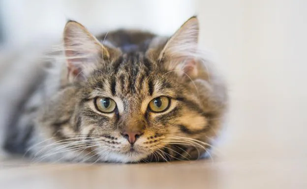 Por qué los gatos tienen una forma de 'M' en la frente? | El Diario Montañés