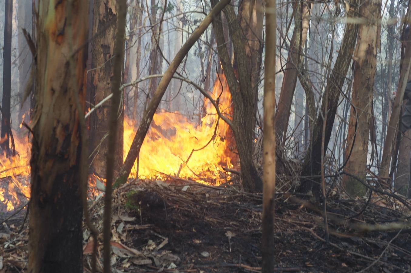 Fotos: Incendios en Cantabria