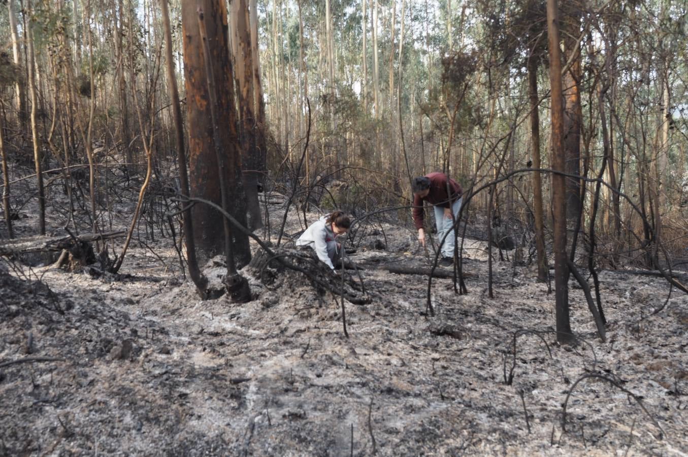 Fotos: Incendios en Cantabria