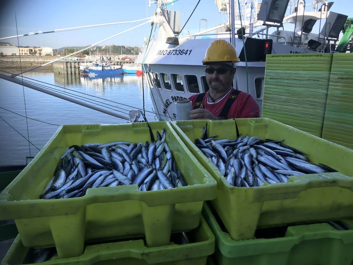 Fotos: Descarga de los primeros bocartes en el puerto de Santoña