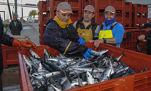 Unos operarios desembarcan las cajas de verdel, la semana pasada en el puerto de Santoña.
