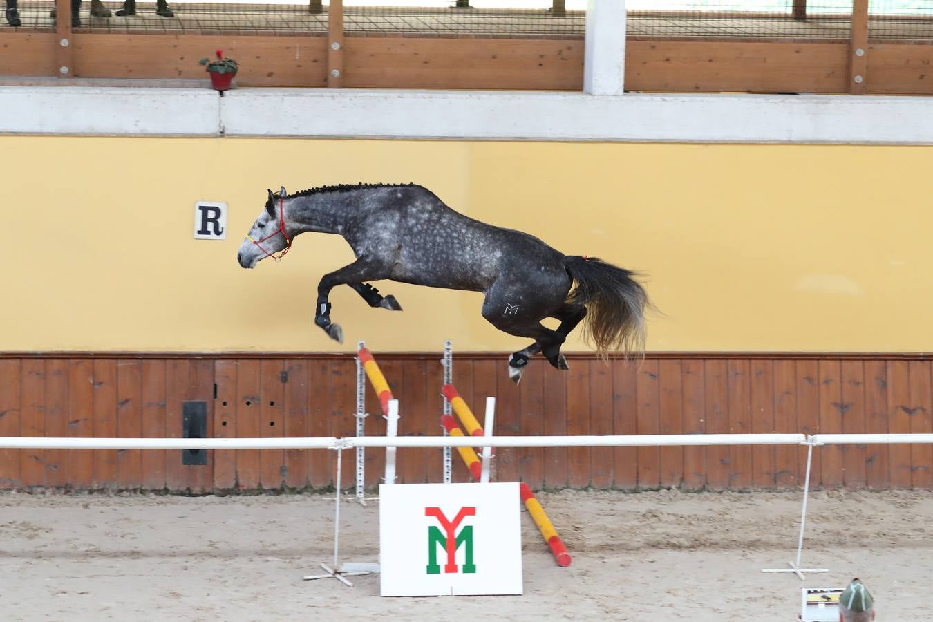 Fotos: La excelencia caballar de Ibio