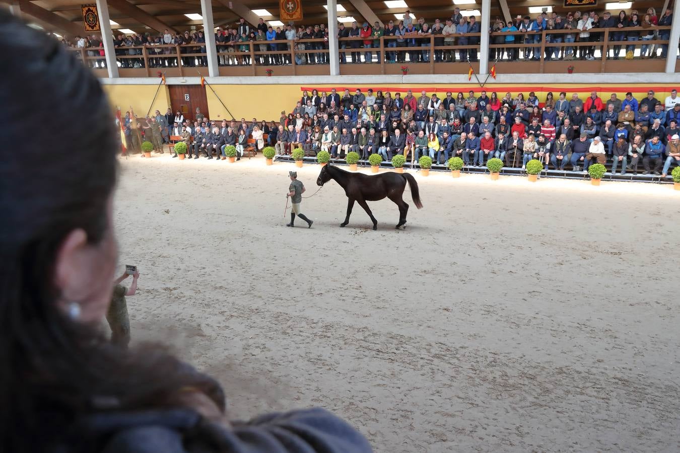 Fotos: La excelencia caballar de Ibio