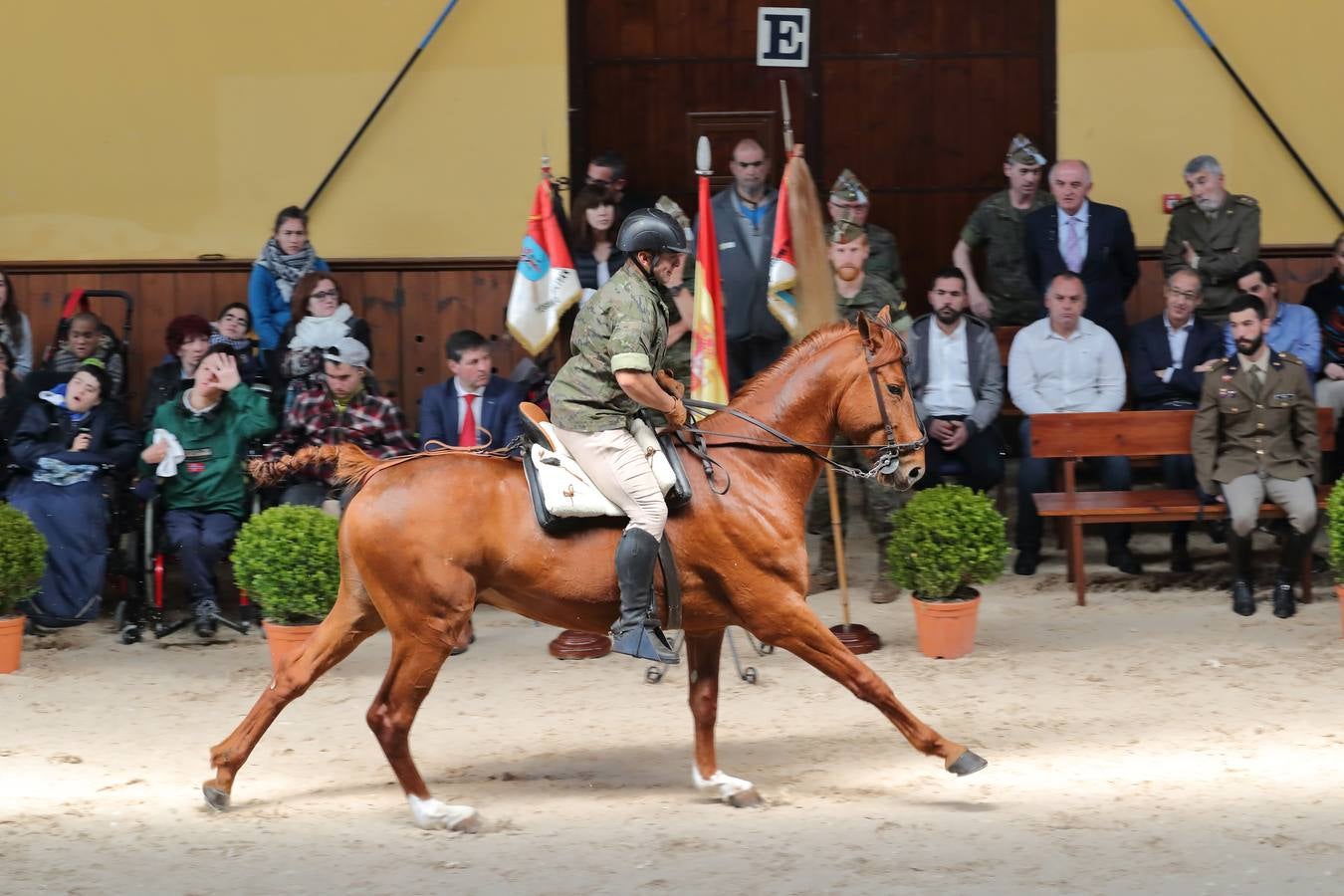 Fotos: La excelencia caballar de Ibio