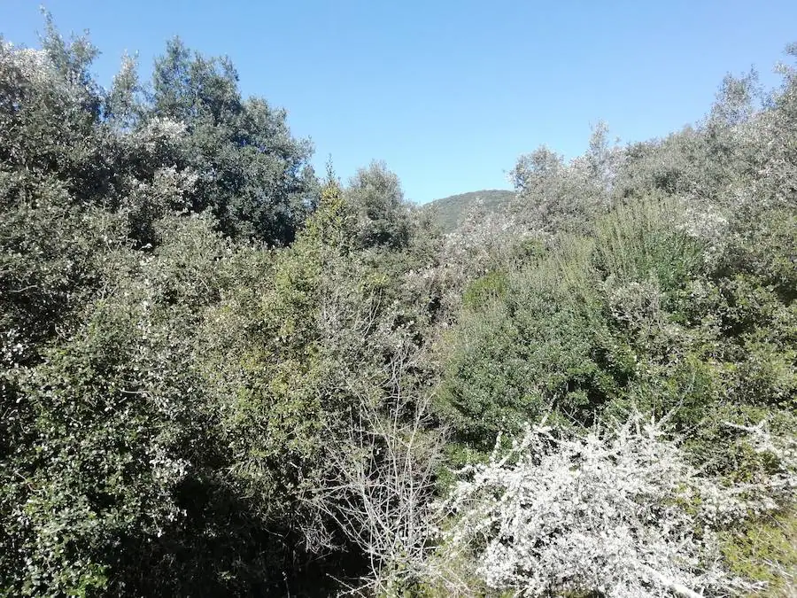 Masa forestal del Monte Buciero