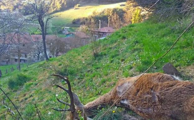 Un venado muerto afectado por sarna, cerca de San Andrés. :