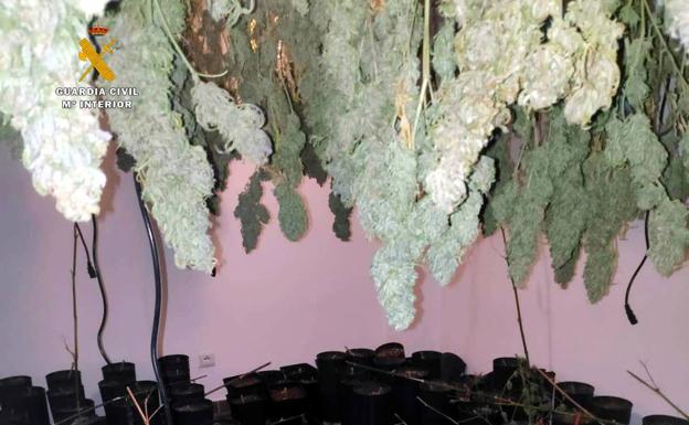 Las plantas secas de marihuana cuelgan en el interior del chalé.