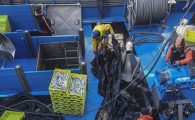 La avalancha de bocarte colapsa los puertos y obliga a amarrar la flota hasta el lunes