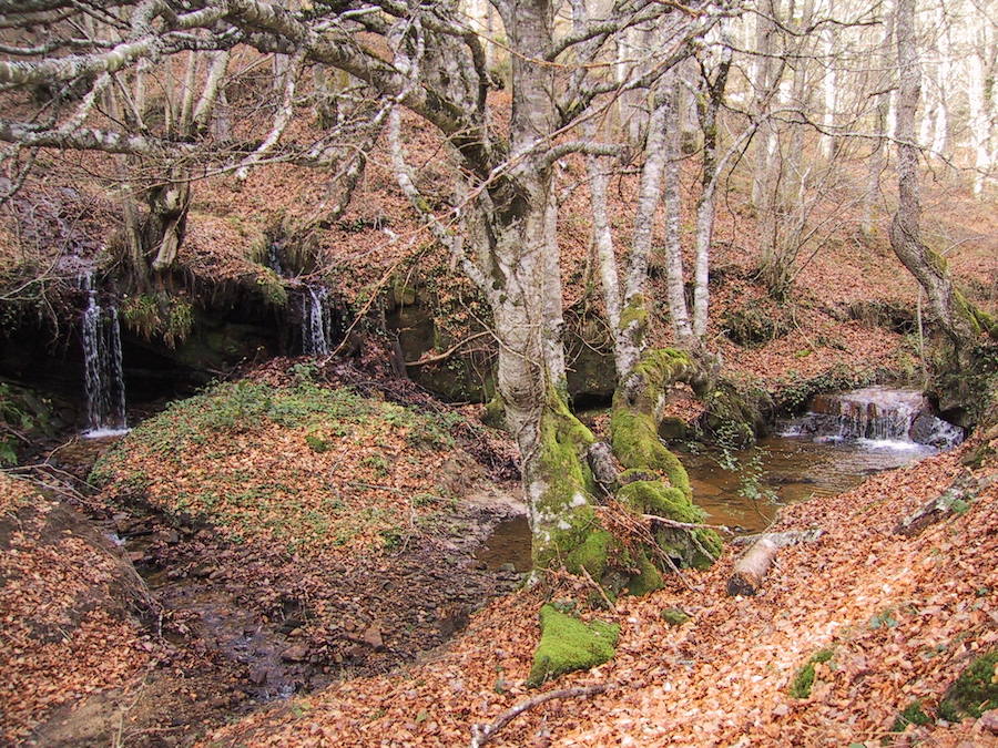 El bosque, que se extiende por Cantabria y Burgos, es una referencia por sus majestuosos bosques