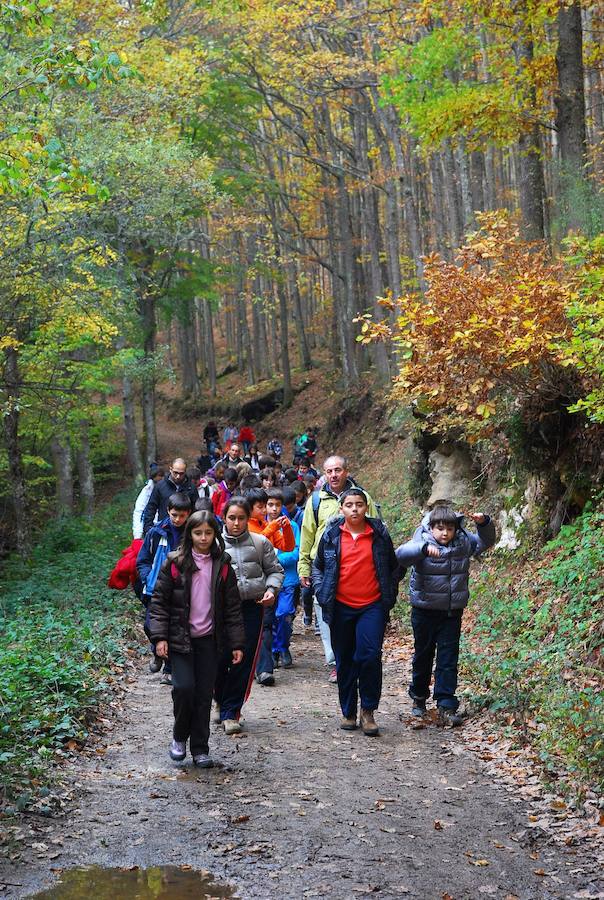 El bosque, que se extiende por Cantabria y Burgos, es una referencia por sus majestuosos bosques