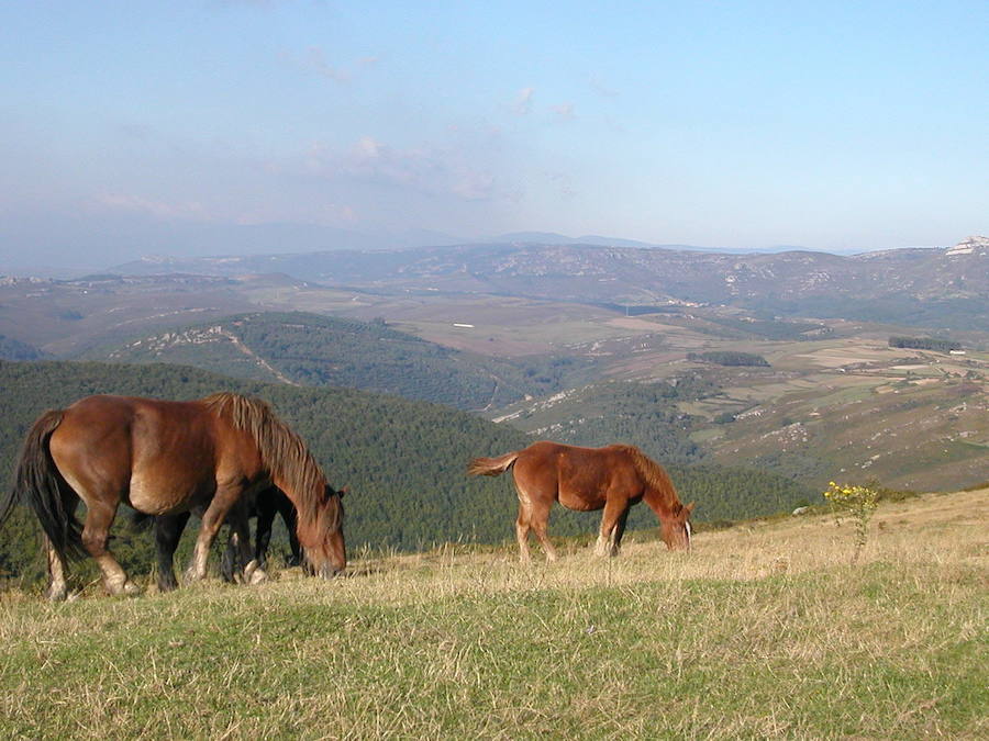 El bosque, que se extiende por Cantabria y Burgos, es una referencia por sus majestuosos bosques