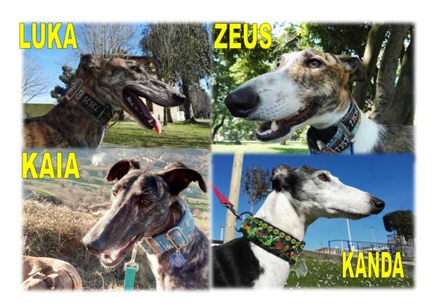 Galgos rescatados a la espera de ser adoptados.