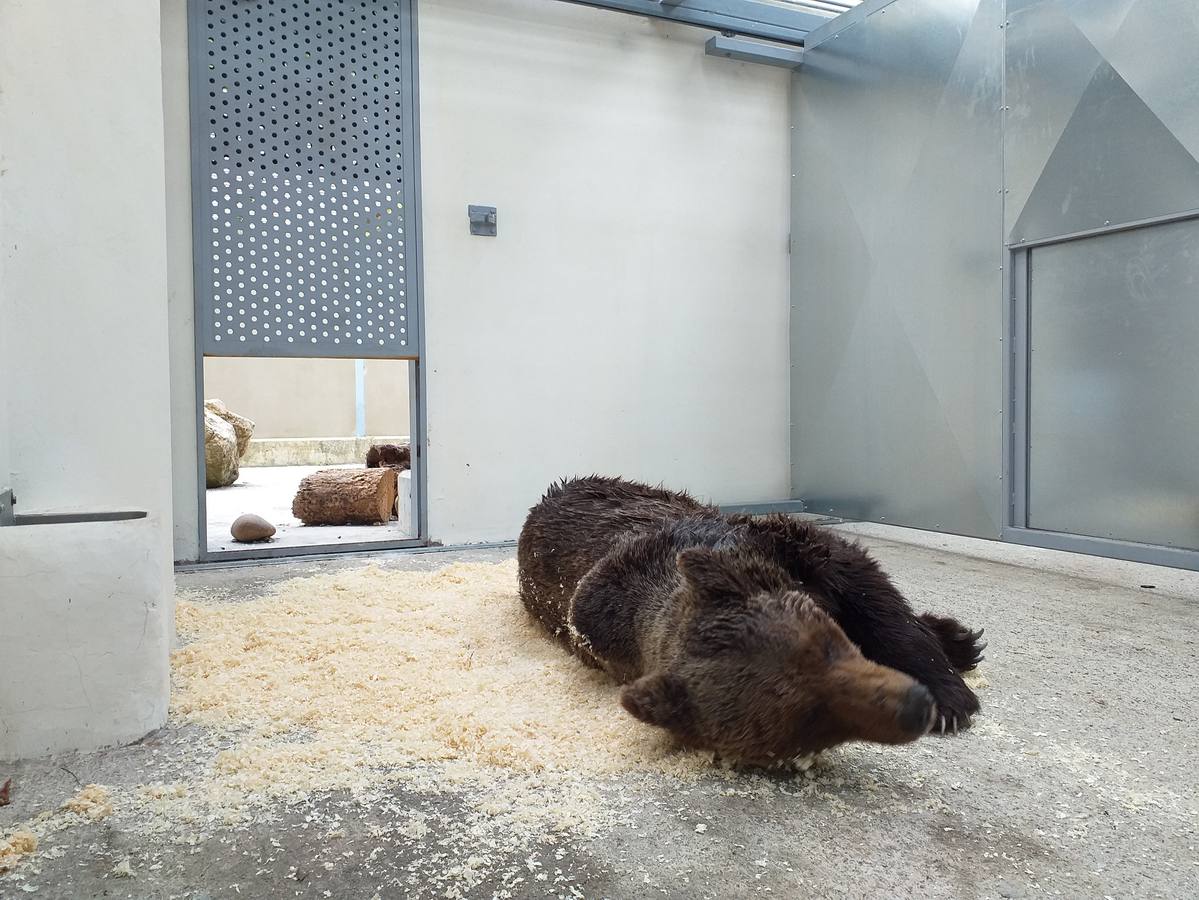 Fotos: Un oso herido, rescatado en León, se recupera en Cantabria