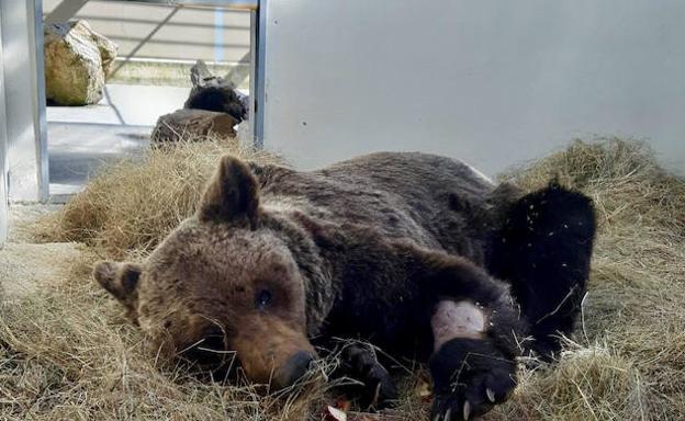 El animal, en el arroyo de la localidad leonesa de Palacios del Sil donde fue encontrado. 