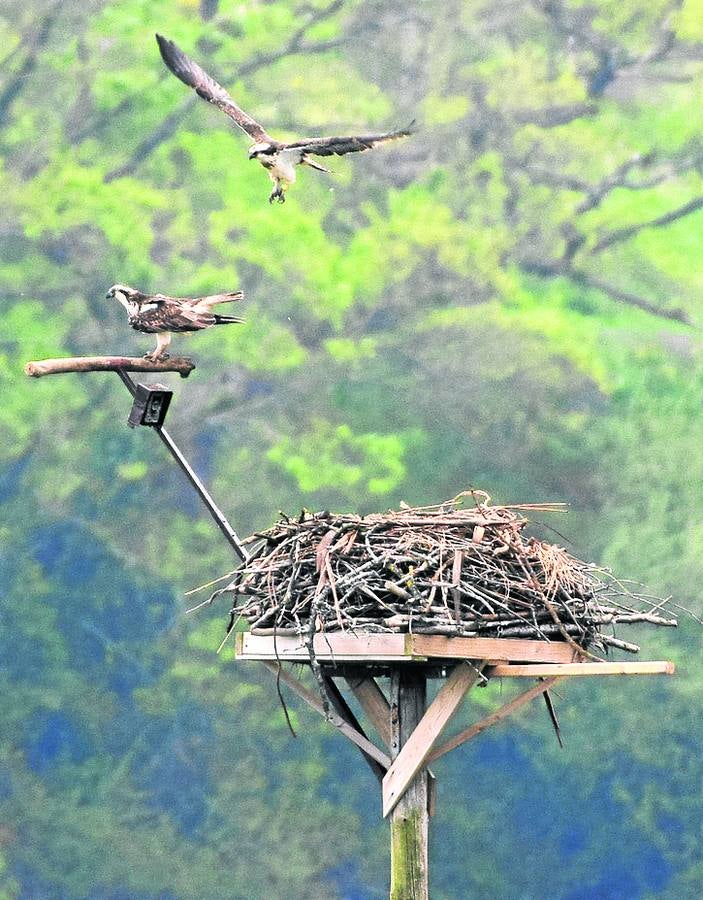 Imagen - La pareja en la plataforma nido que colocaron los voluntarios en el entorno de la marisma del Conde, donde hay otros 11 posaderos y otra plataforma nido vacía esperando una nueva pareja. 